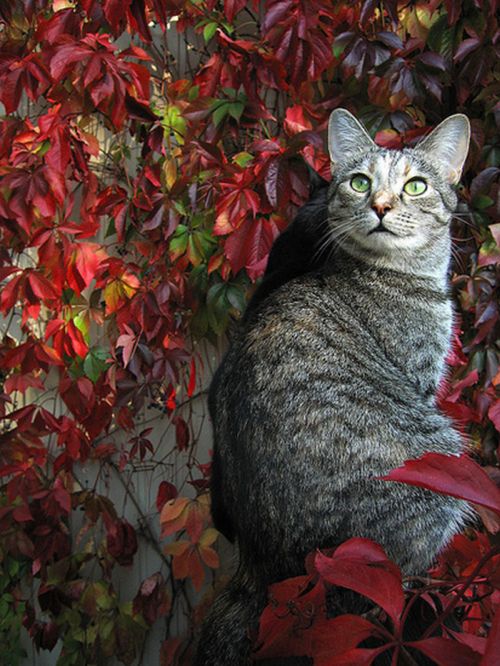 autumn cat