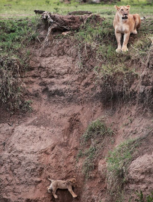 lion cub saved by lioness