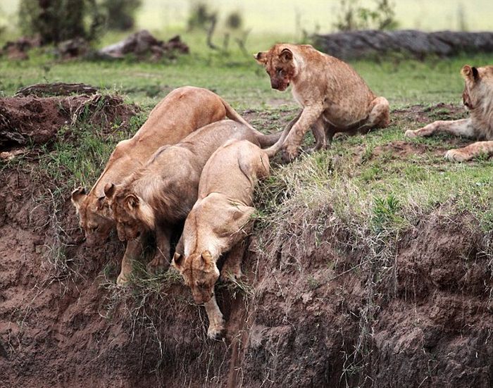 lion cub saved by lioness