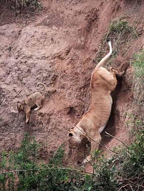 lion cub saved by lioness