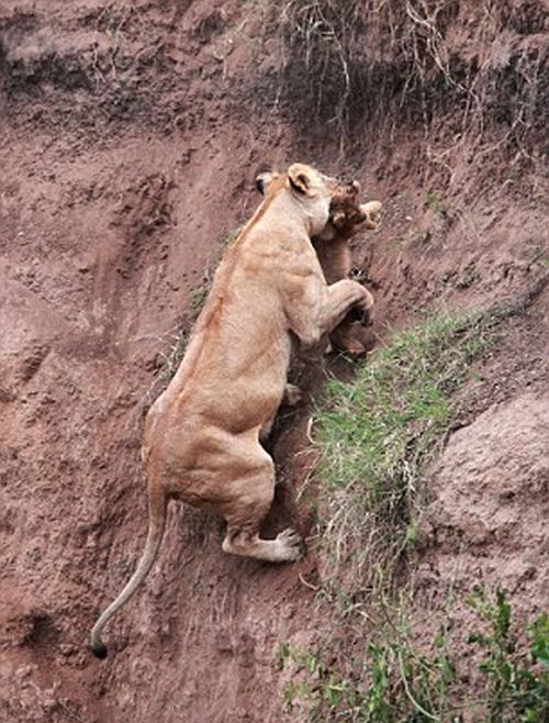 lion cub saved by lioness