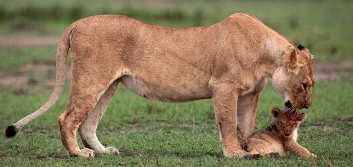 lion cub saved by lioness