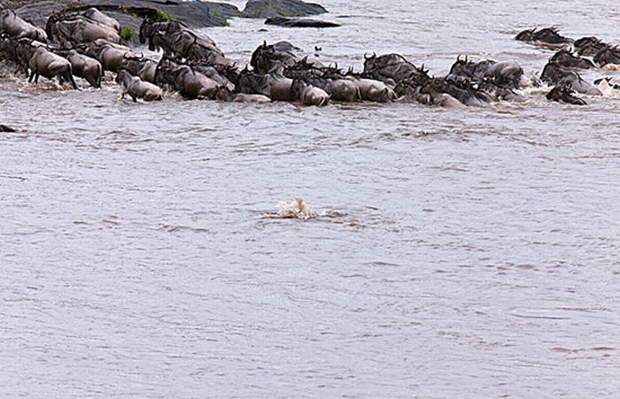 Antelope saved from crocodiles by a hippopotamus, Kenya