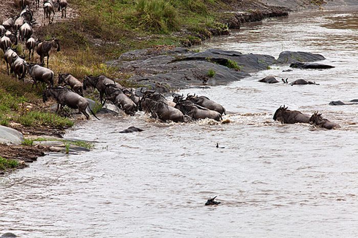 Antelope saved from crocodiles by a hippopotamus, Kenya