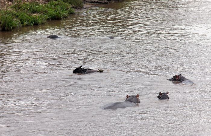 Antelope saved from crocodiles by a hippopotamus, Kenya