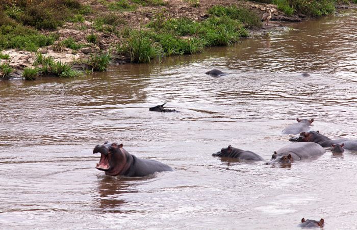 Antelope saved from crocodiles by a hippopotamus, Kenya