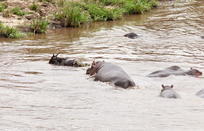 Antelope saved from crocodiles by a hippopotamus, Kenya