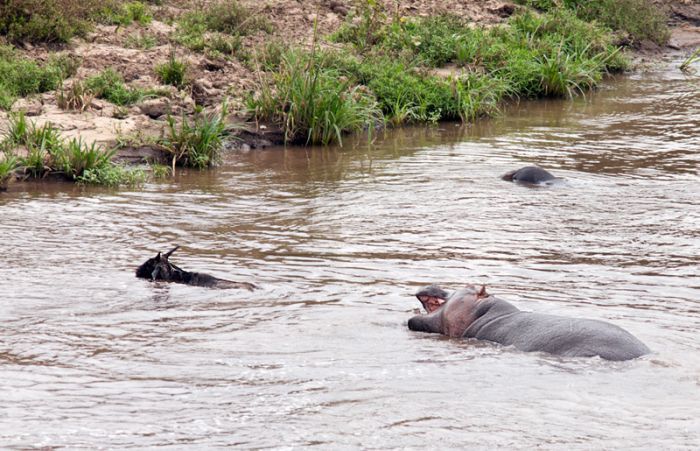Antelope saved from crocodiles by a hippopotamus, Kenya