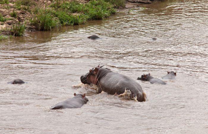 Antelope saved from crocodiles by a hippopotamus, Kenya