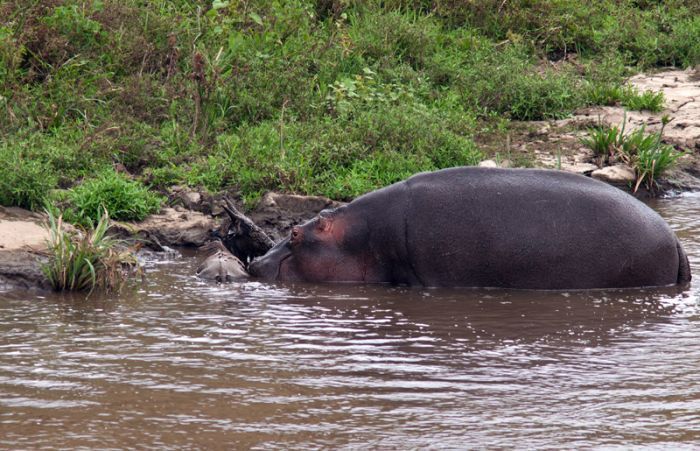 Antelope saved from crocodiles by a hippopotamus, Kenya