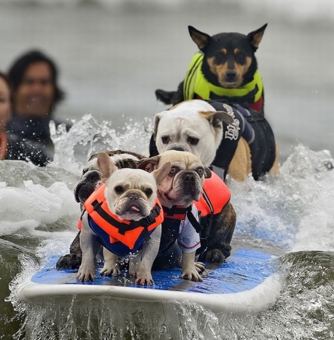 surfing dog