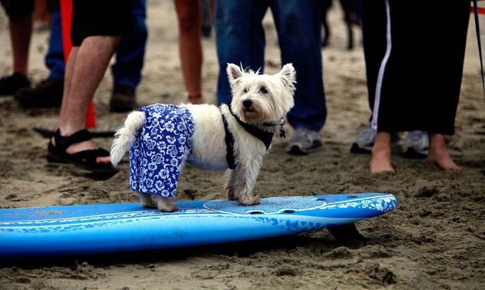 surfing dog