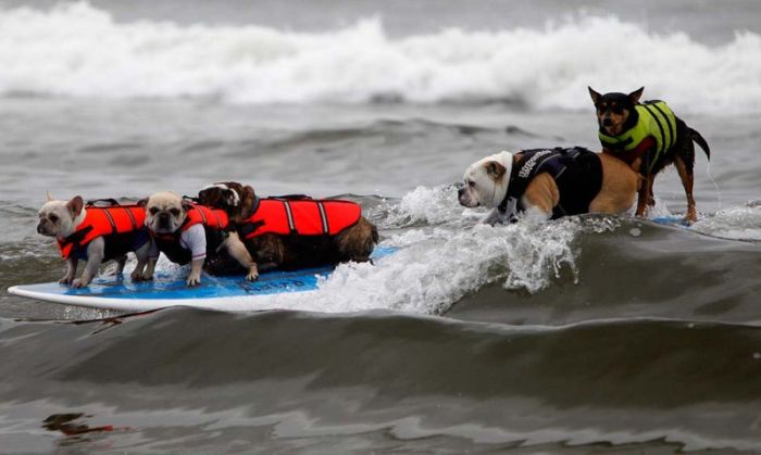 surfing dog