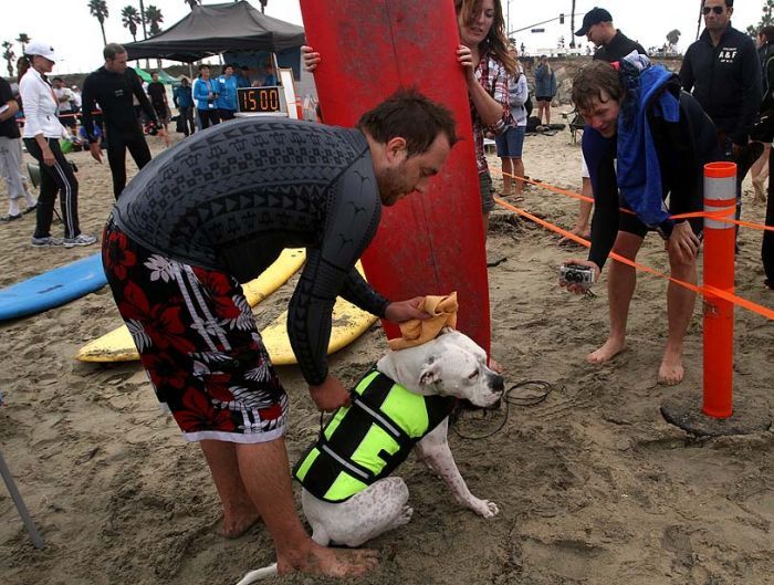 surfing dog