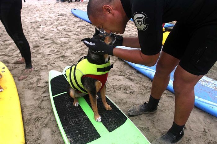 surfing dog