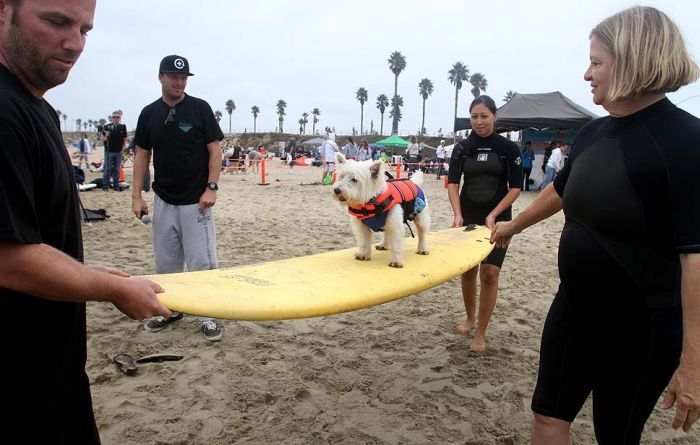 surfing dog