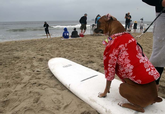 surfing dog