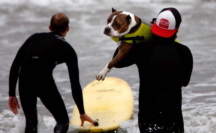 surfing dog