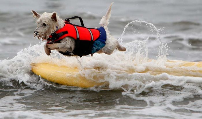 surfing dog