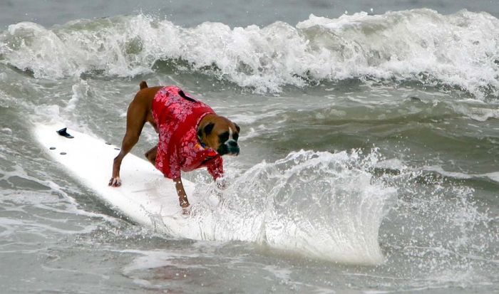 surfing dog