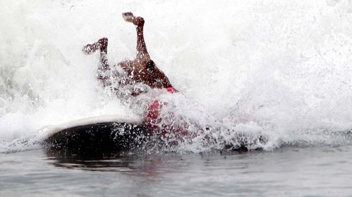 surfing dog