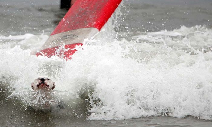 surfing dog