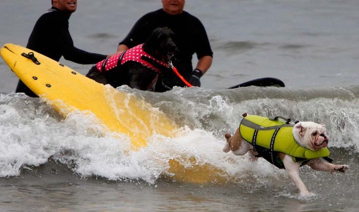 surfing dog