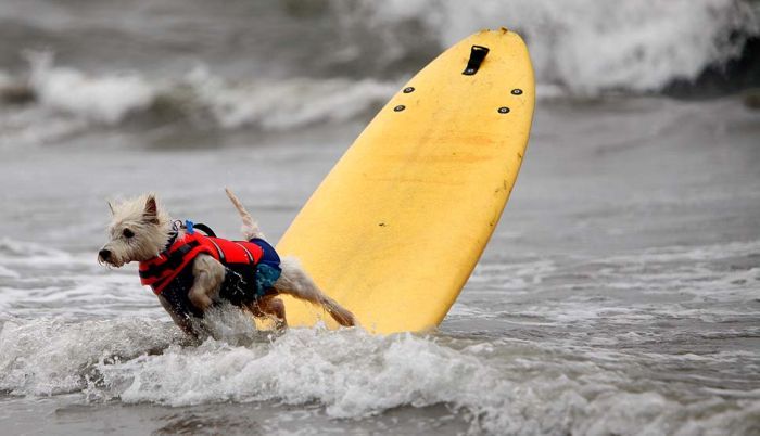 surfing dog