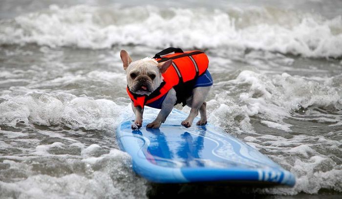 surfing dog