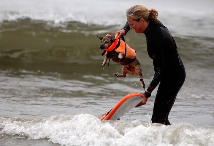 surfing dog