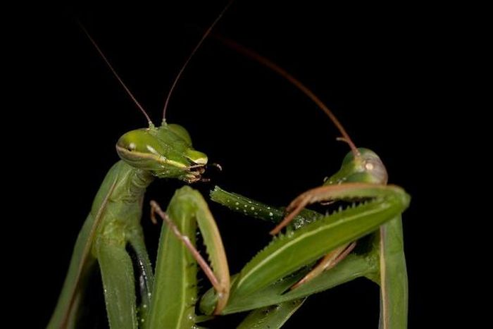 female mantis kills her partner