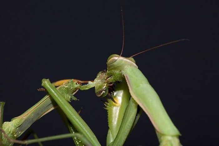 female mantis kills her partner