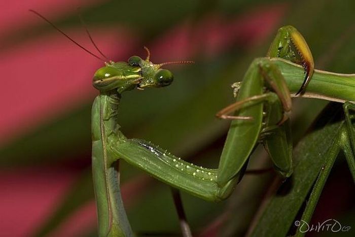 female mantis kills her partner