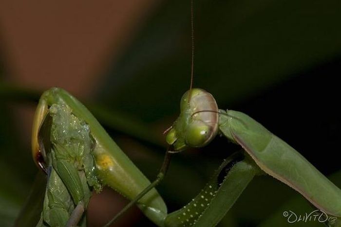 female mantis kills her partner