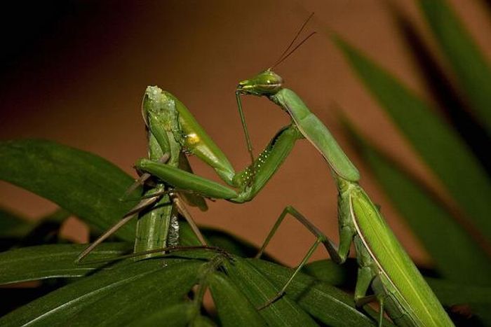 female mantis kills her partner