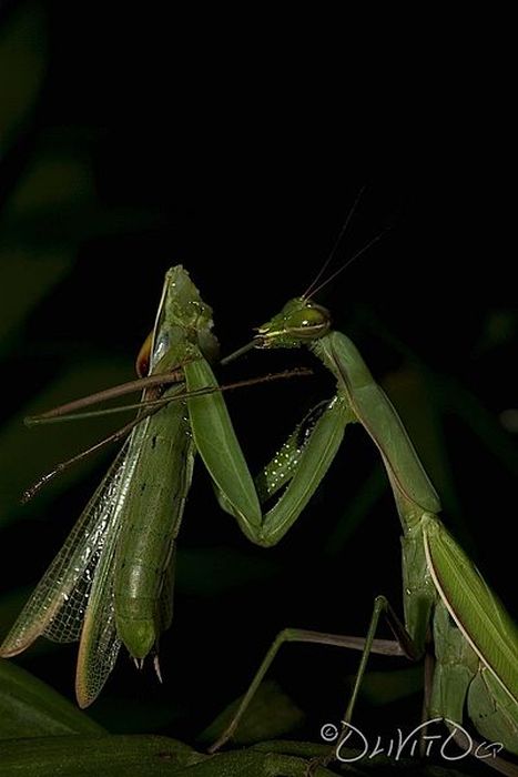 female mantis kills her partner