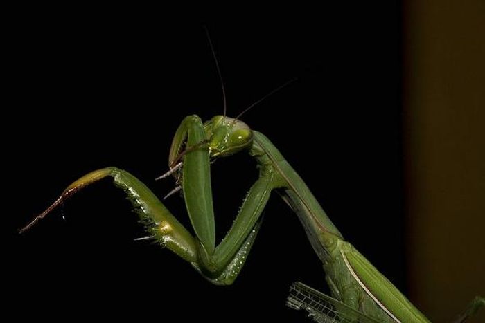 female mantis kills her partner