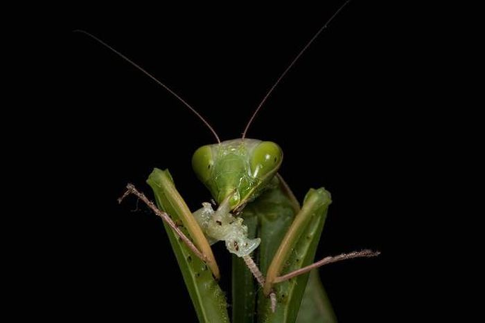 female mantis kills her partner