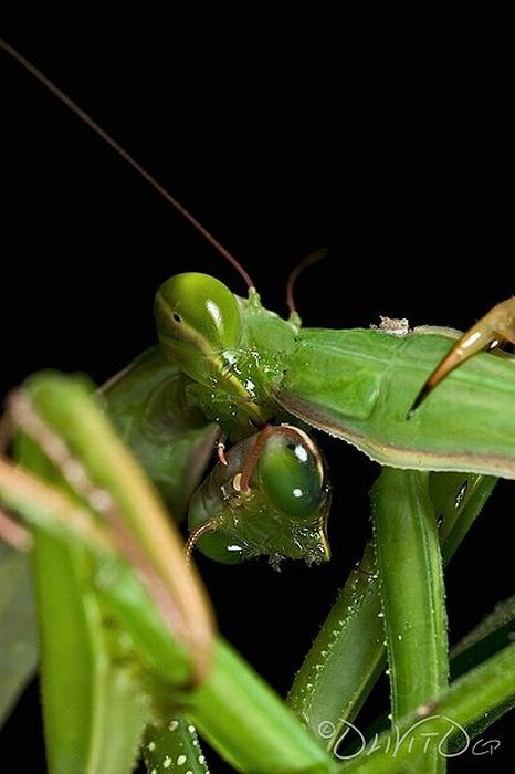 female mantis kills her partner