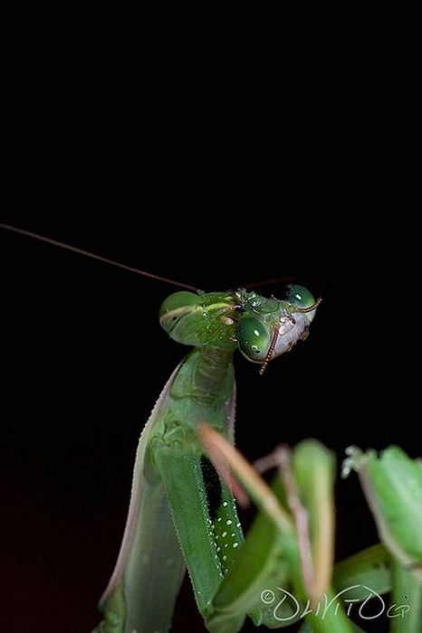 female mantis kills her partner