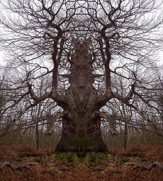 trees around the world
