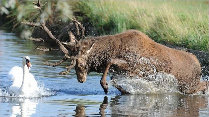 deer against a swan