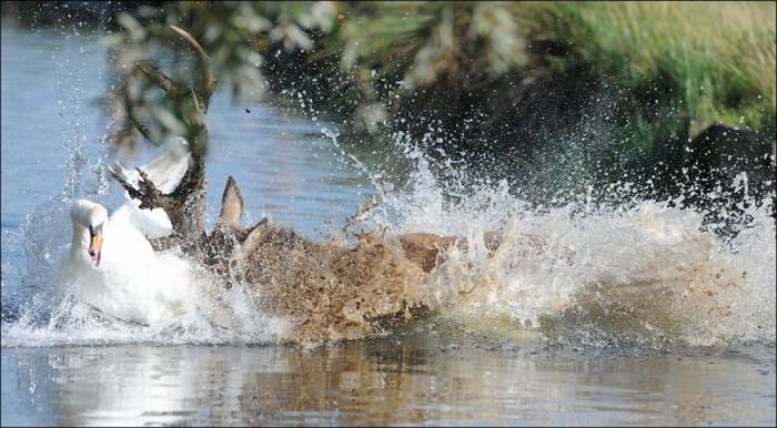 deer against a swan