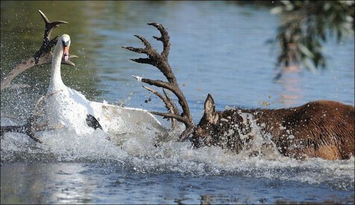 deer against a swan