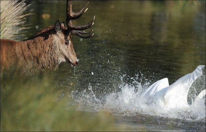 deer against a swan