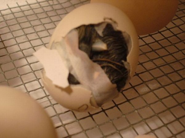 baby chicken born from the egg