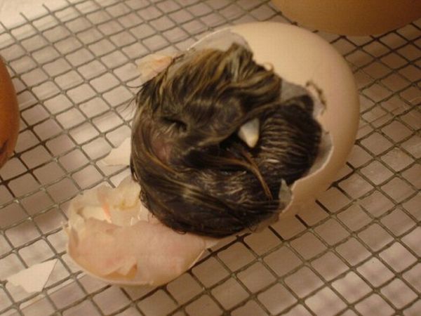 baby chicken born from the egg