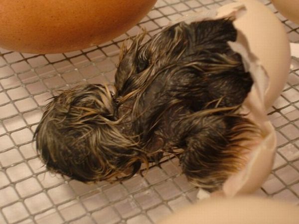 baby chicken born from the egg