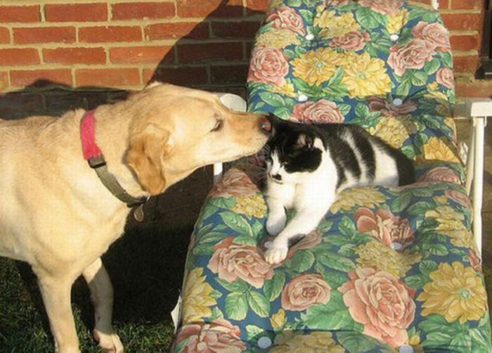 cats and dogs whispering