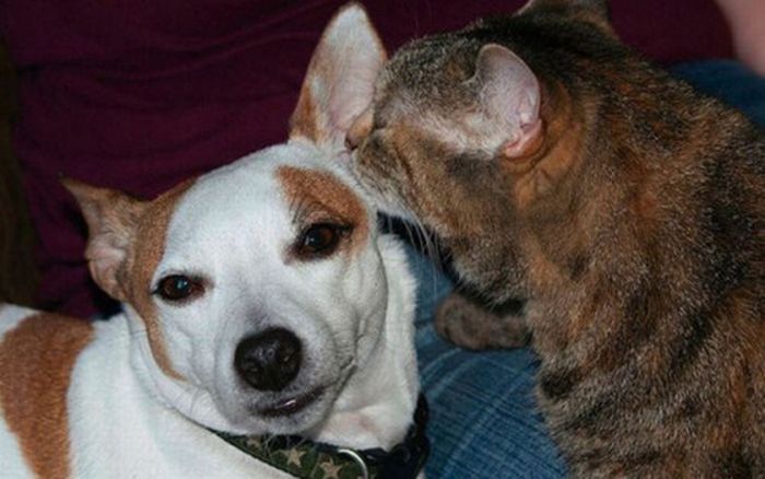 cats and dogs whispering